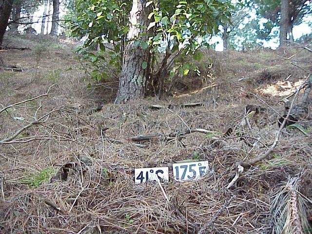 Confluence site in pinus radiata forest.