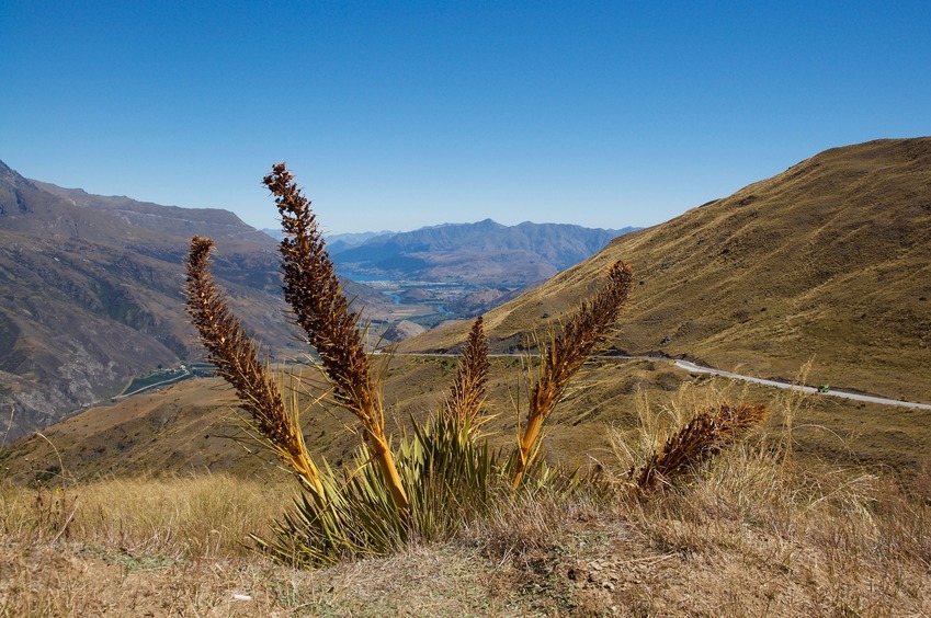 This spiky native plant (called “Spaniard” or “Speargrass”) was growing in several places along the route