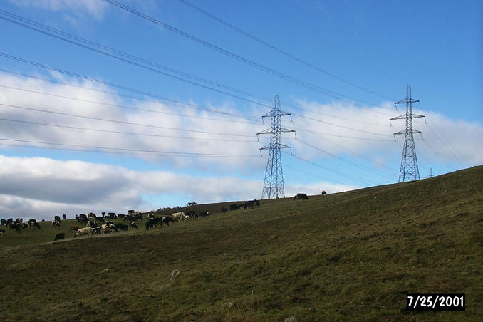 Power lines and cows. What a combo.