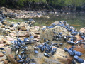 #5: Blue Mussels at Low Tide