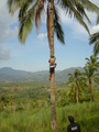 #3: Fresh coconuts to order.