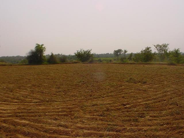 A view of the field, the confluence view