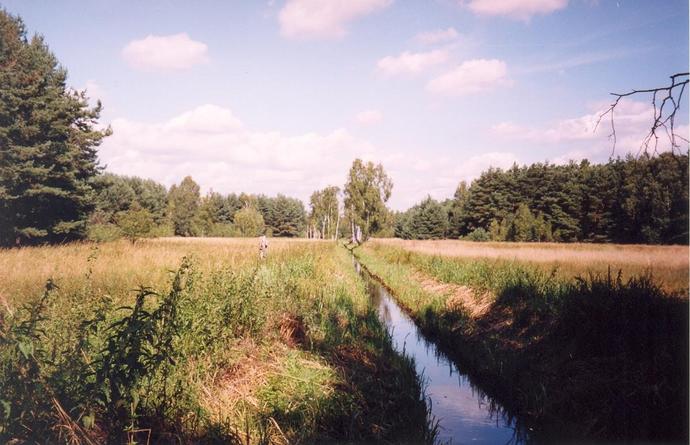 A canal through a marshy meadow
