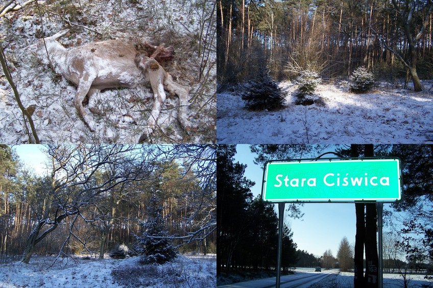 Dead roe deer, nearby glade and the village of Stara Ciświca