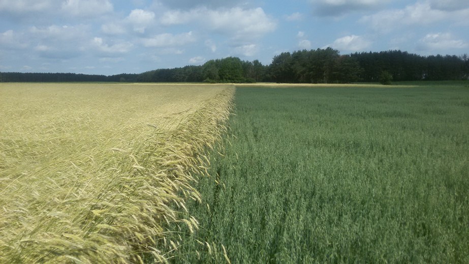Wheat & oat / Пшеница и овёс