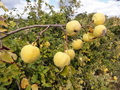 #5: Aromatic Quinces in the field hedge