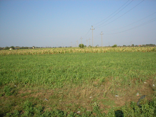East view - corn field.