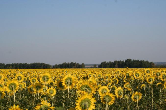 General area (sunflowers nearby)