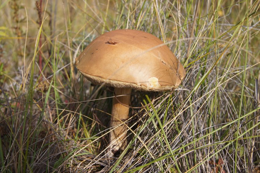 Гриб красавец / Beautiful mushroom