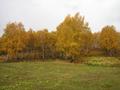 #8: Birches in autumn