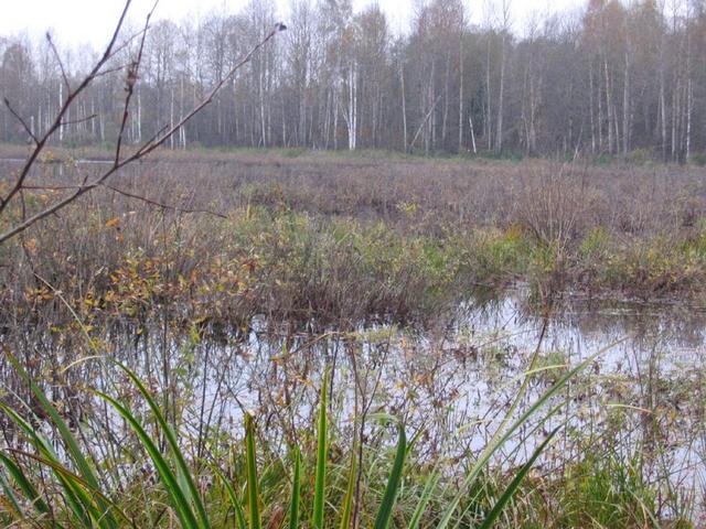 The wetland which blocked our way