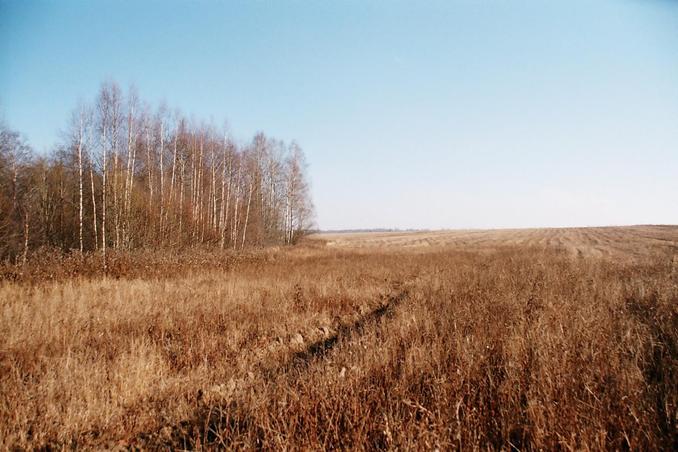 The field at 300m from the CP/Поле и опушка в 300м от точки