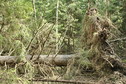 #3: East view, fallen spruce