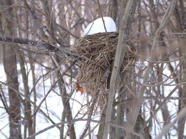 Bird's nest awaiting spring