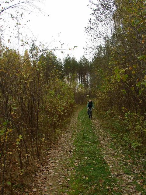 Дорога в осеннем лесу/Autumnal way
