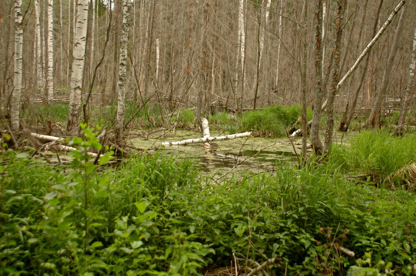 Swampy forest edge / Заболоченная опушка