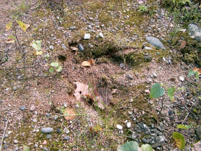 Wild boar's footprint near the railroad
