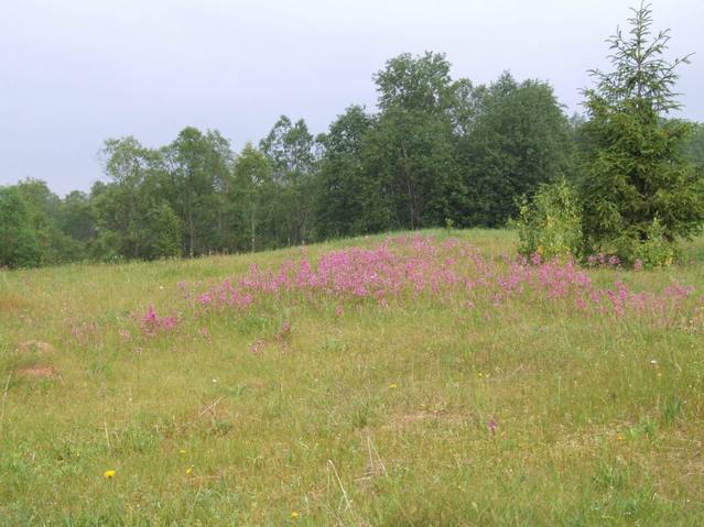 Pink meadow