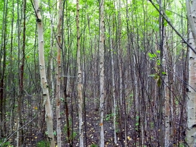 Dense birches grove / Заросли молодой берёзы