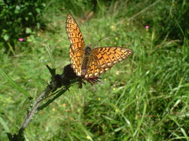 Butterfly who accompanied me through the forest
