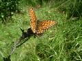 #10: Butterfly who accompanied me through the forest