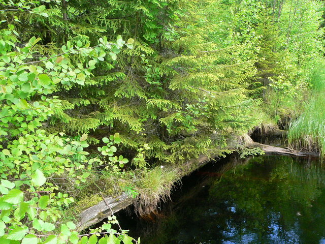 The bridge overgrown by spruces