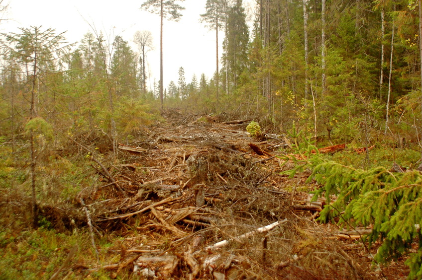 Path left after lumberjacks / След лесорубов