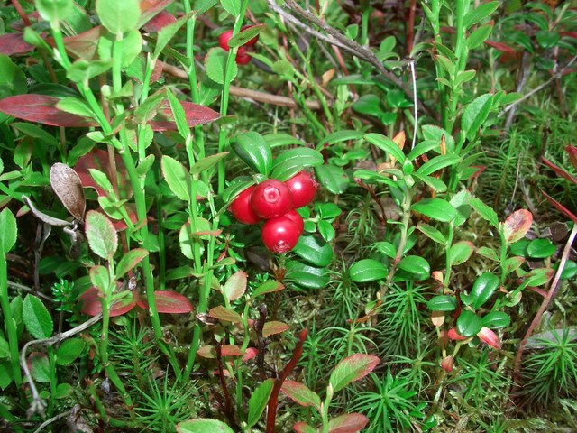 Red whortleberries at the confluence