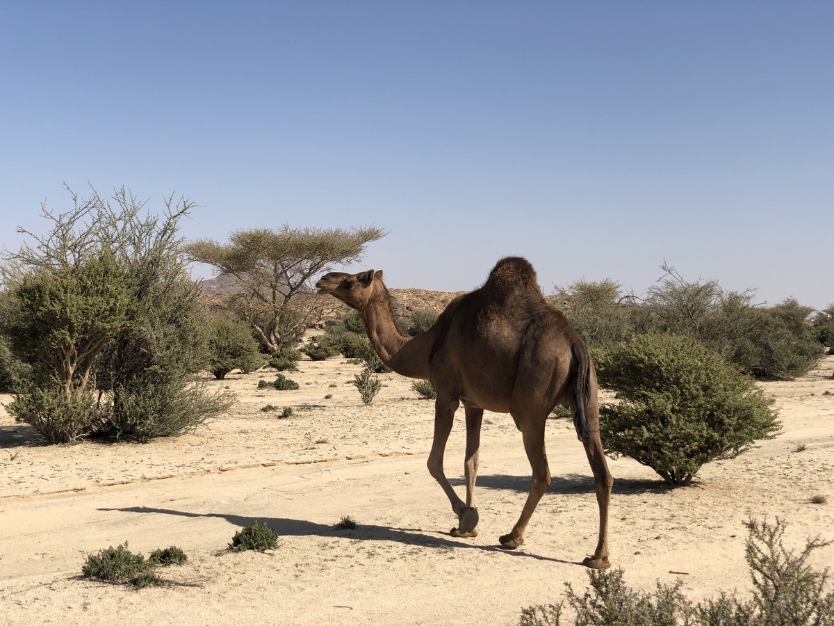 Camel Nearby