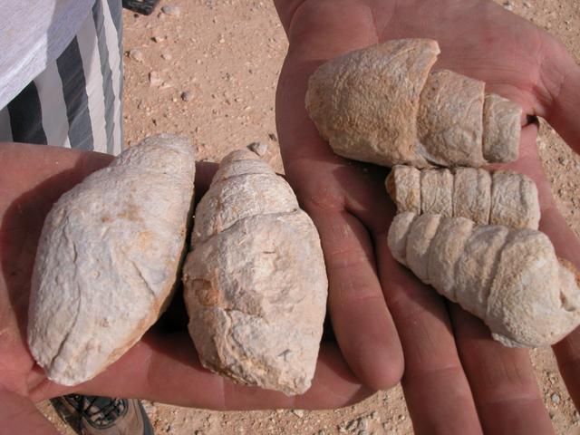 More fossils...
