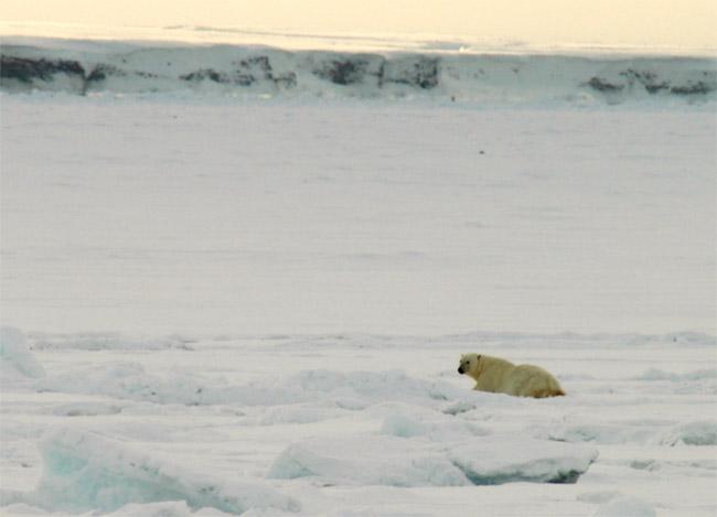 Polar bear, about 500m west of the confluence