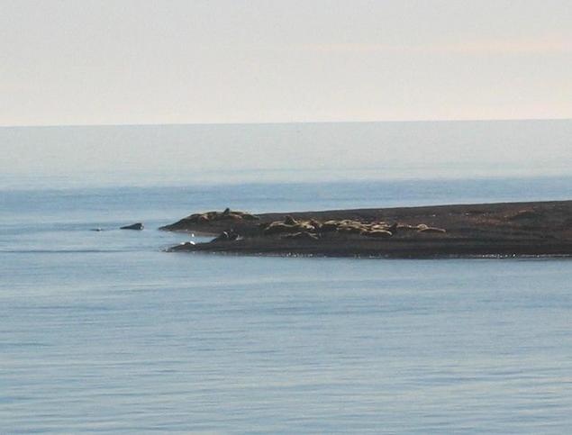 Walruses on Moffen Island