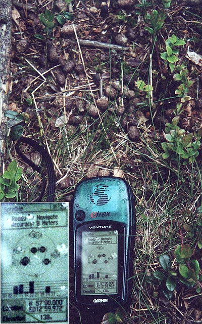 The GPS at a pile of moose droppings near the confluence.