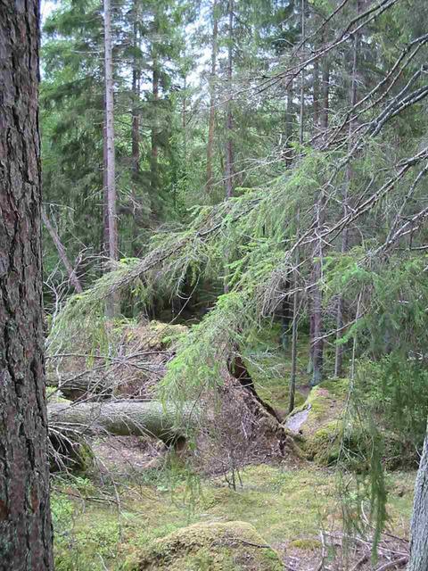 Trees felled by storm "Gudrun" 65 m NW of confluence