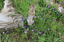 #7: Ground cover near the shore