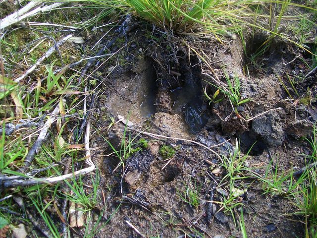 Fresh footprint of an elk