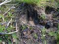 #8: Fresh footprint of an elk