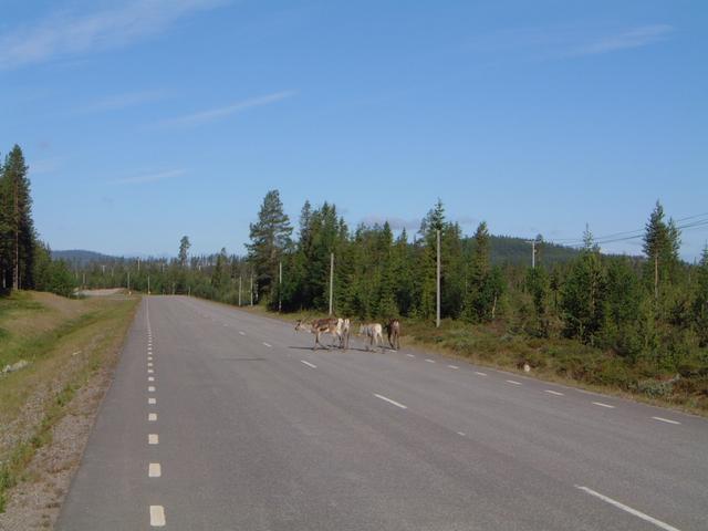 Reindeer on road 45