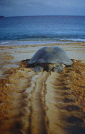 A sea turtle heading back towards the sea after laying