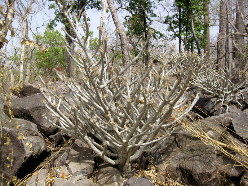 The Euphorbia sudanica plant occurs on rocky outcrops
