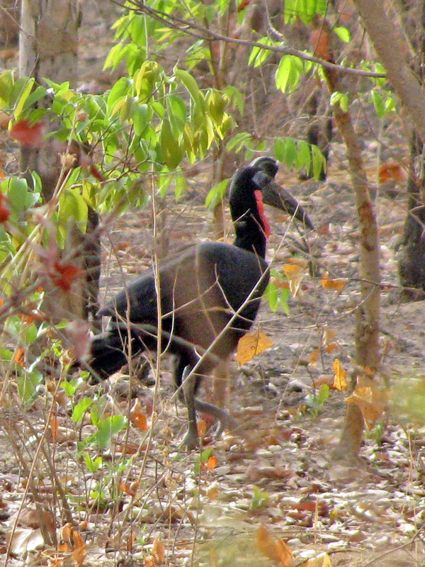 Abyssinian ground hornbills pair up for life; they are among the largest birds of southern Senegal