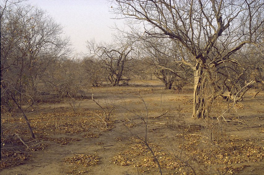 Dry season aspect of the landscape; compare with wet season photo 