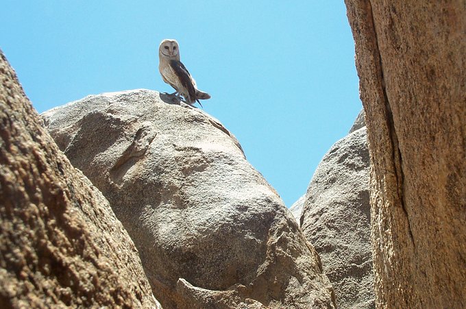 Owl on the top of Jabal Nawri