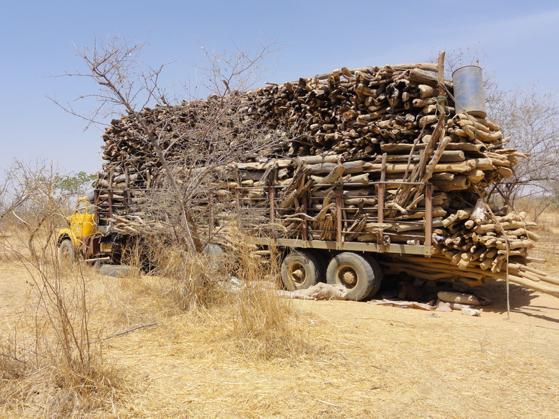 Wood harvesters overloaded truck