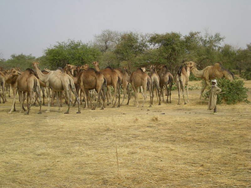 Camel herd