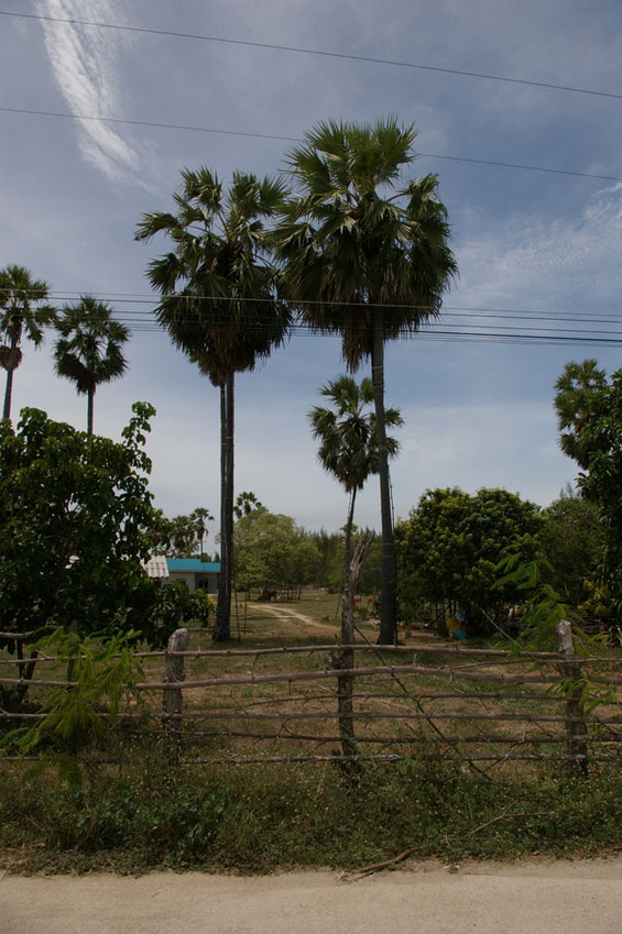 The sugar palms (view from the road towards north)