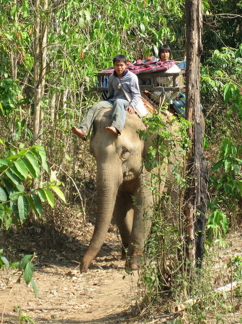 Karen with working elephant