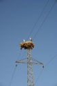 #10: Bird nest on a pylon, on the road coming back from the CP