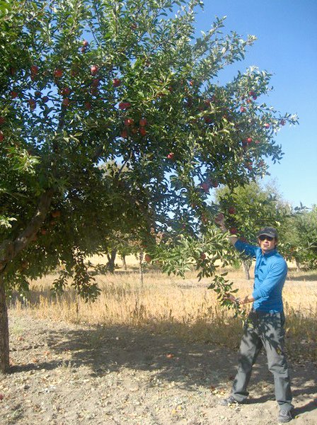 Tatlar apple garden