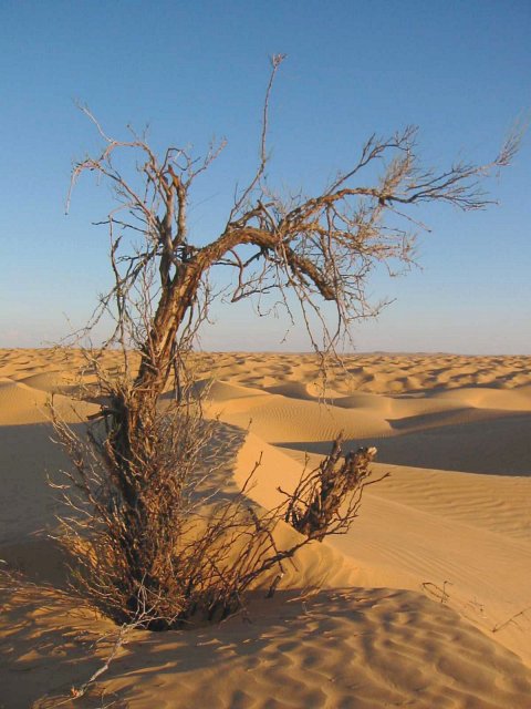 Tree on top of a dune, dead or alive? (15 km from CP)